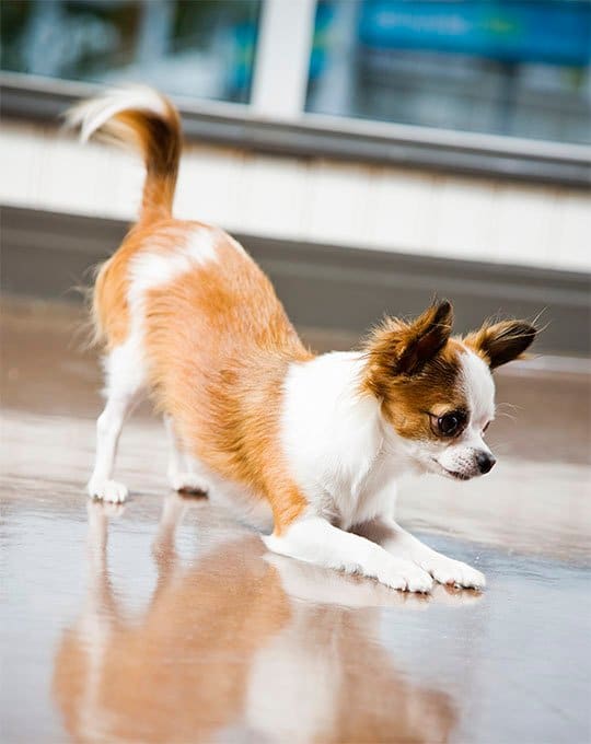 foto Perro Chihuahua