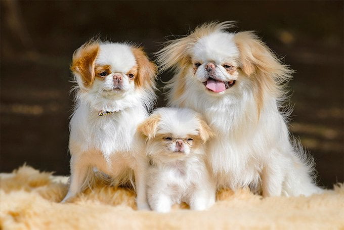 foto Perro Chin Japonés