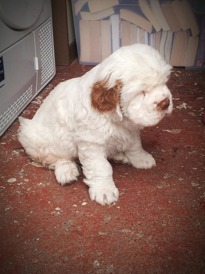 foto Perro Clumber Spaniel