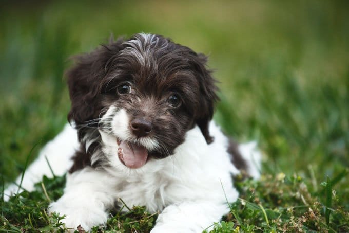 foto Perro Cockapoo