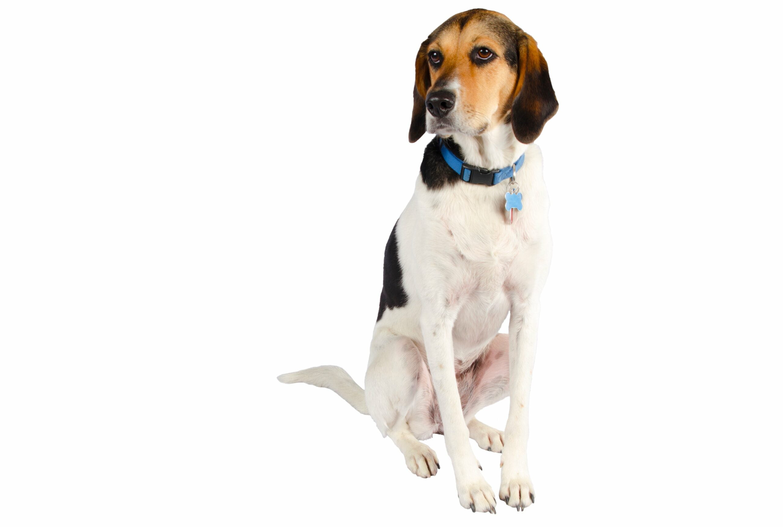 foto Perro Coonhound Inglés Americano