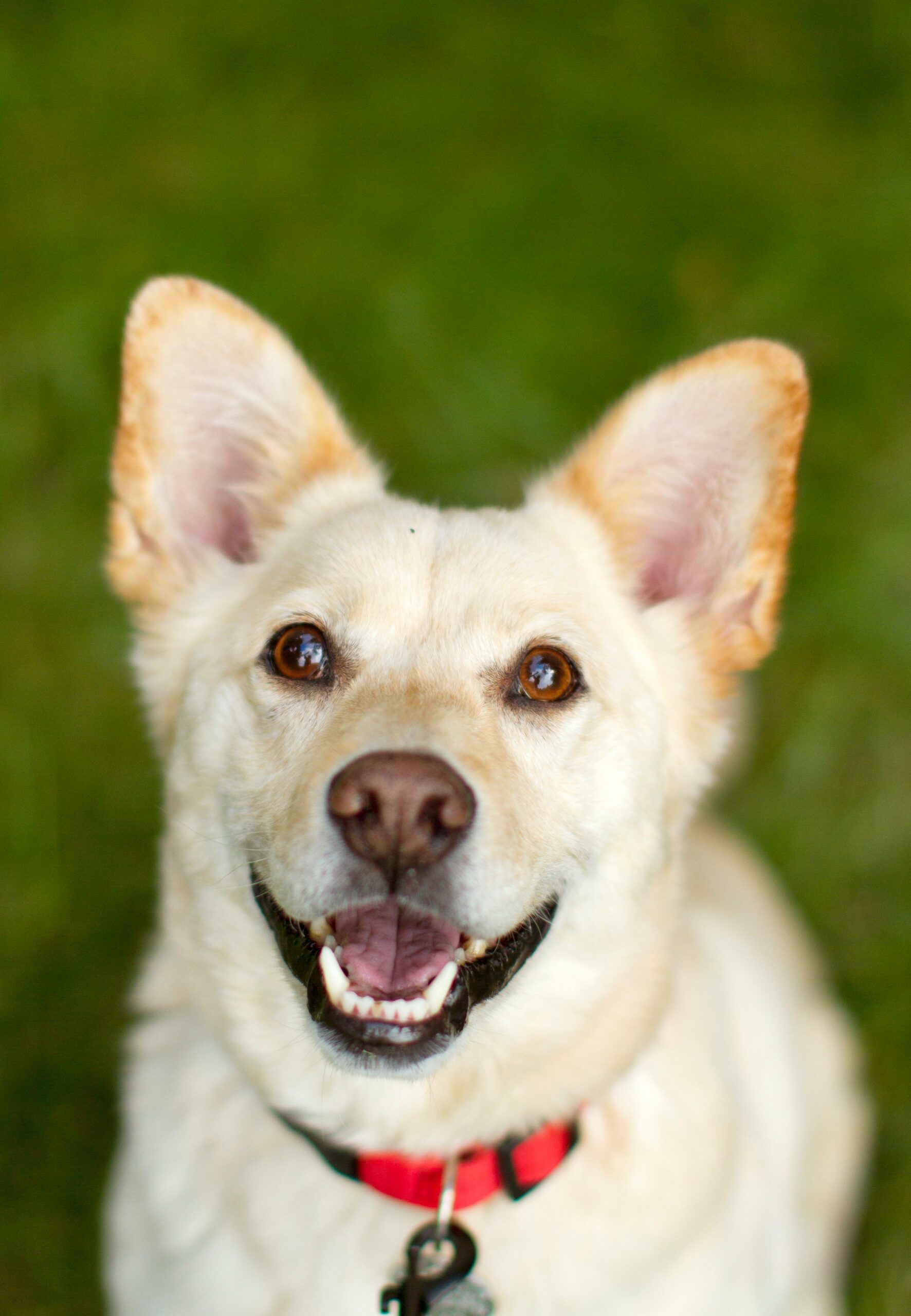 foto Perro Corgidor Mixto