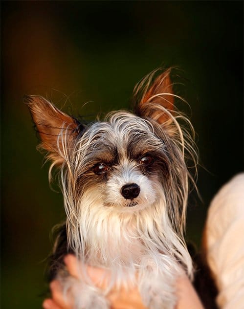 foto Perro Crestado Chino