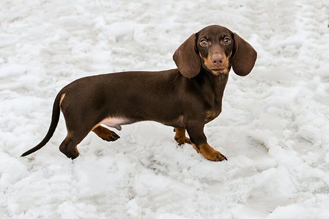 foto Perro Dachshund