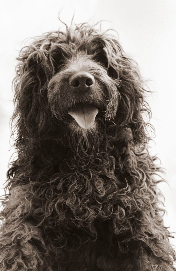 foto Perro de Agua Portugués