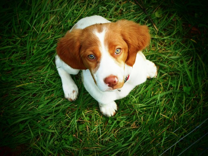 foto Perro de Bretaña