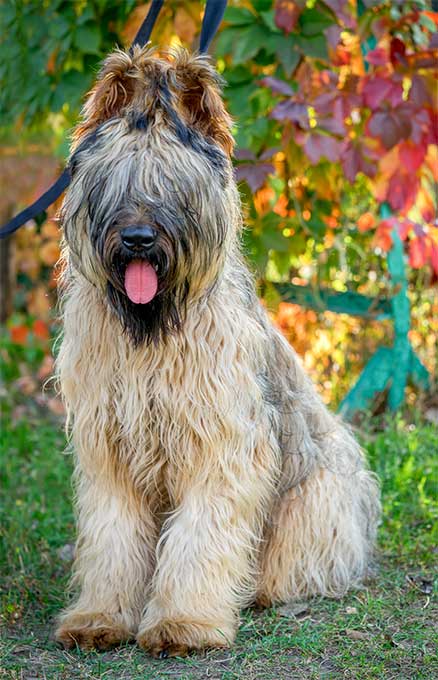 foto Perro de Briard