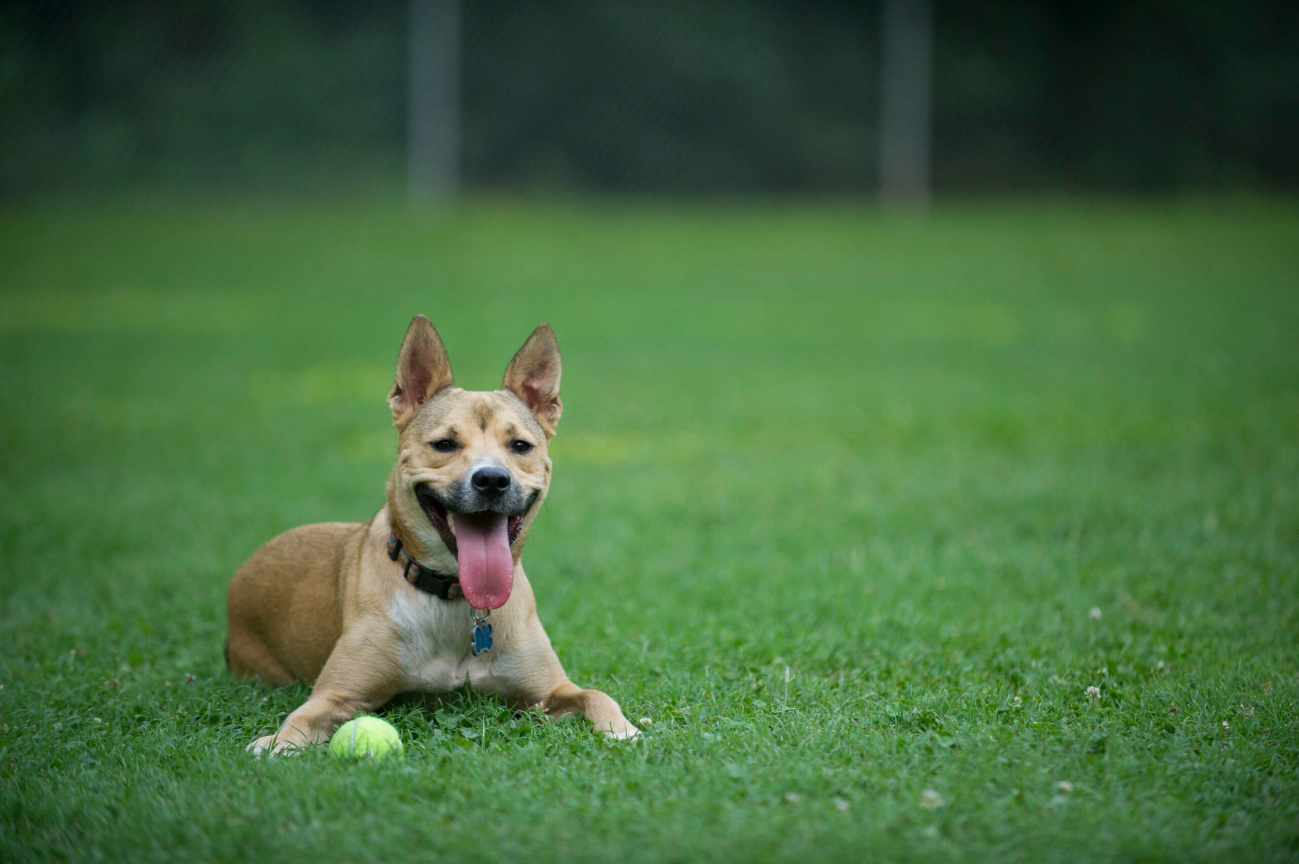 foto Perro de Carolina