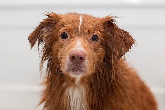 foto Perro de caza de patos de Nueva Escocia