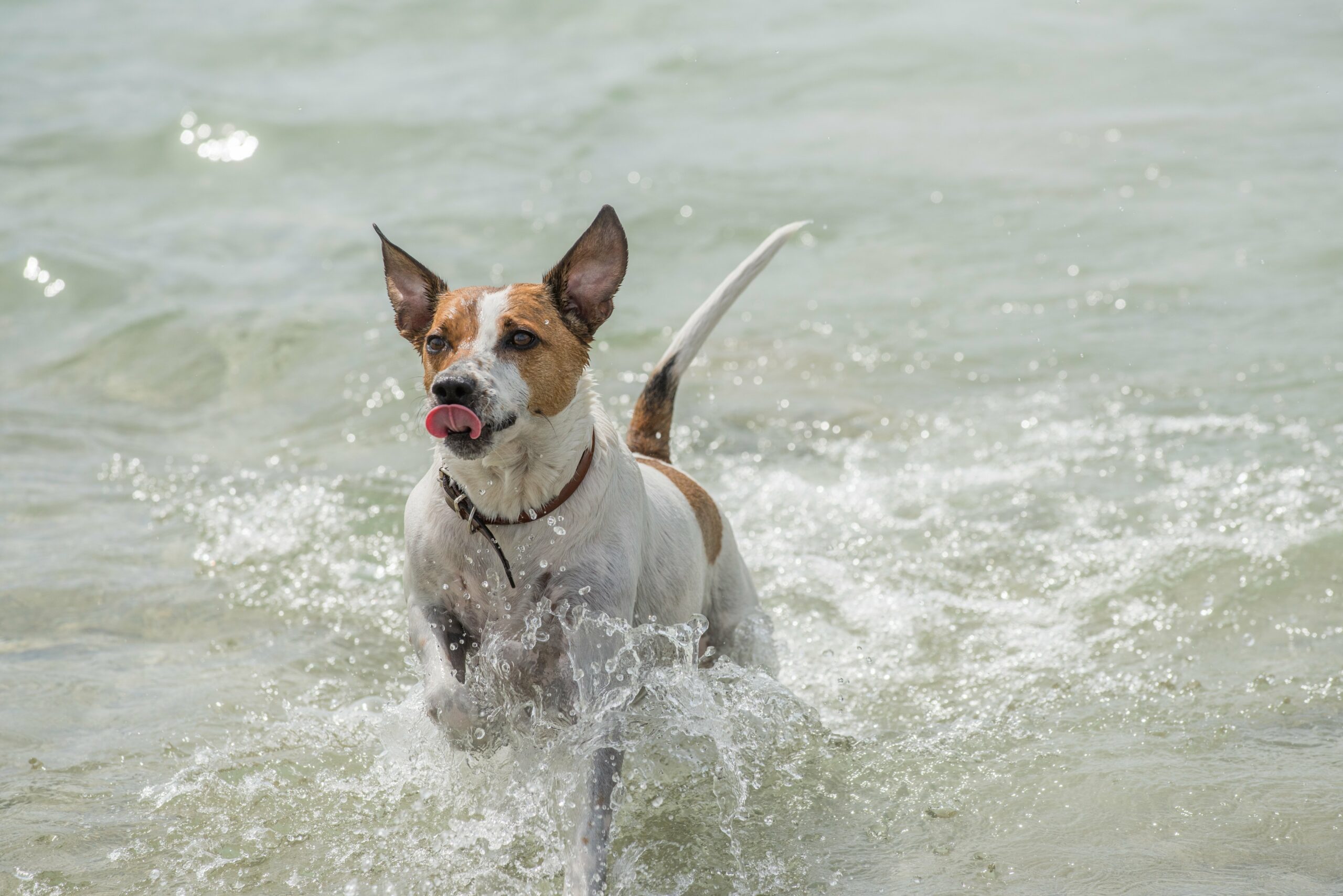 foto Perro de granja danés-sueco