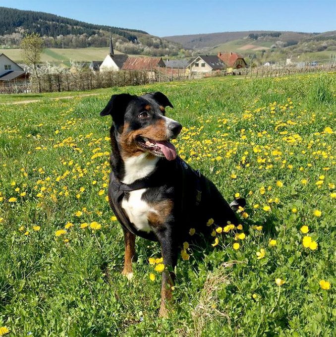 foto Perro de la raza Appenzeller Sennenhunde