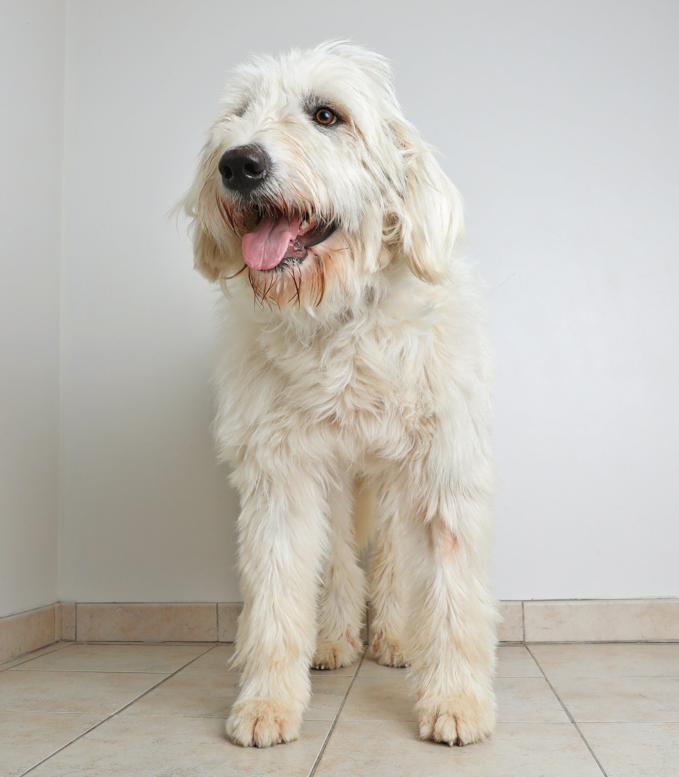 foto Perro de mezcla de Pyredoodle
