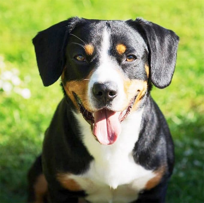 foto Perro de Montaña Entlebucher