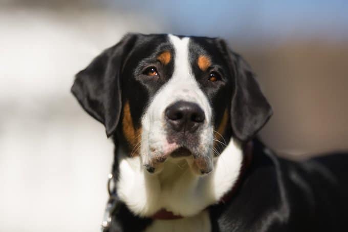 foto Perro de montaña suizo