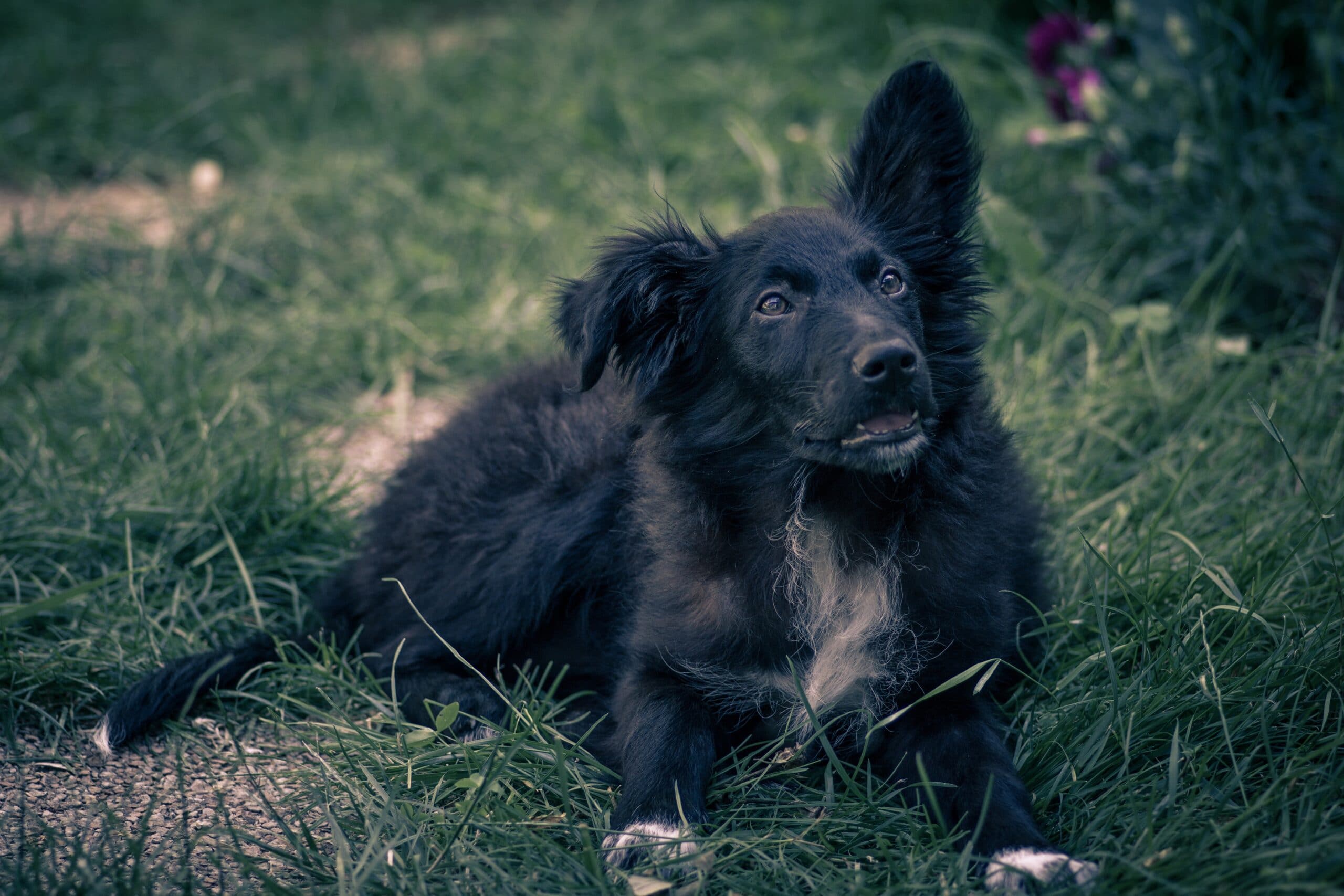 foto Perro de pastor croata