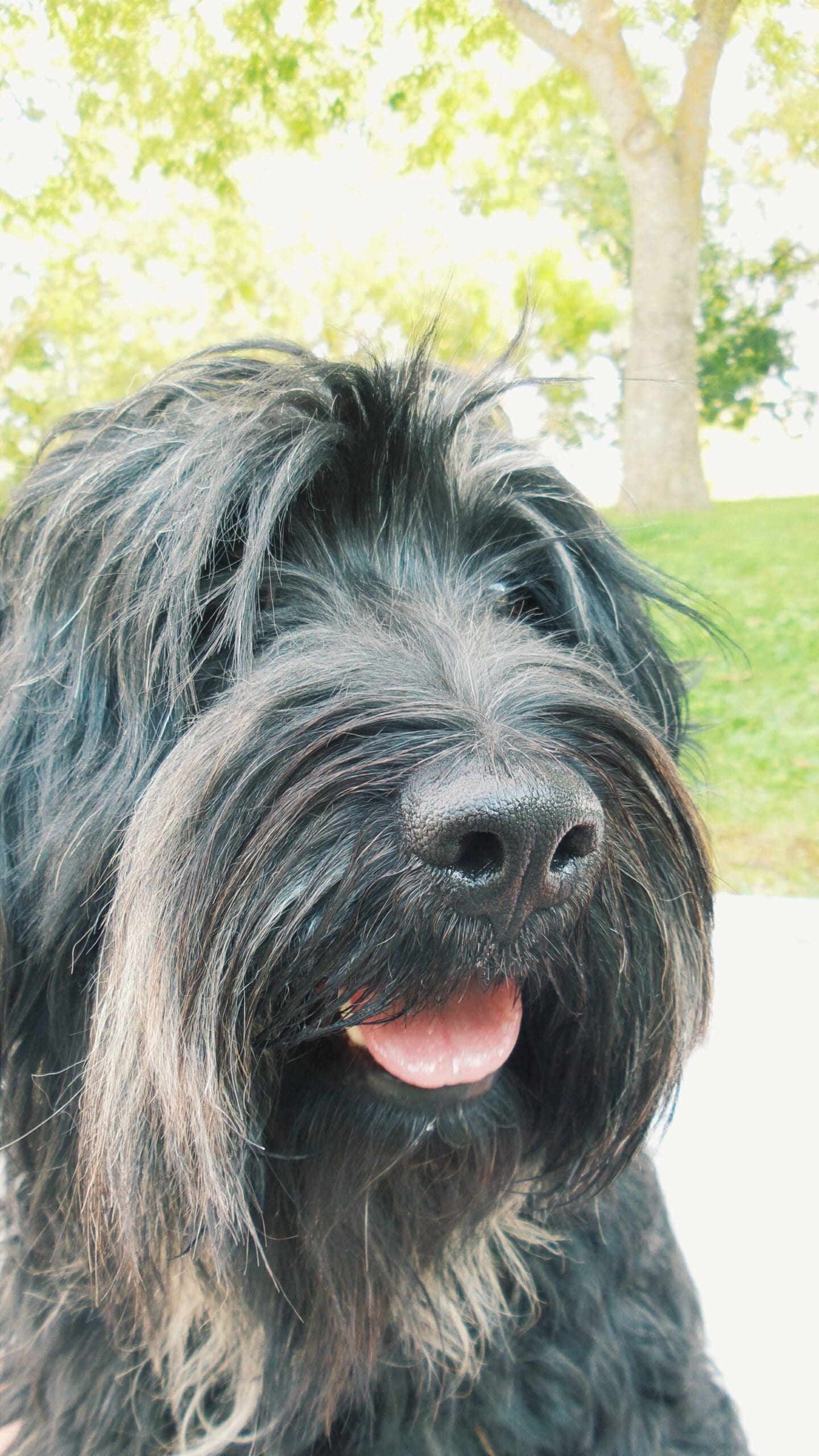 foto Perro de pastor portugués