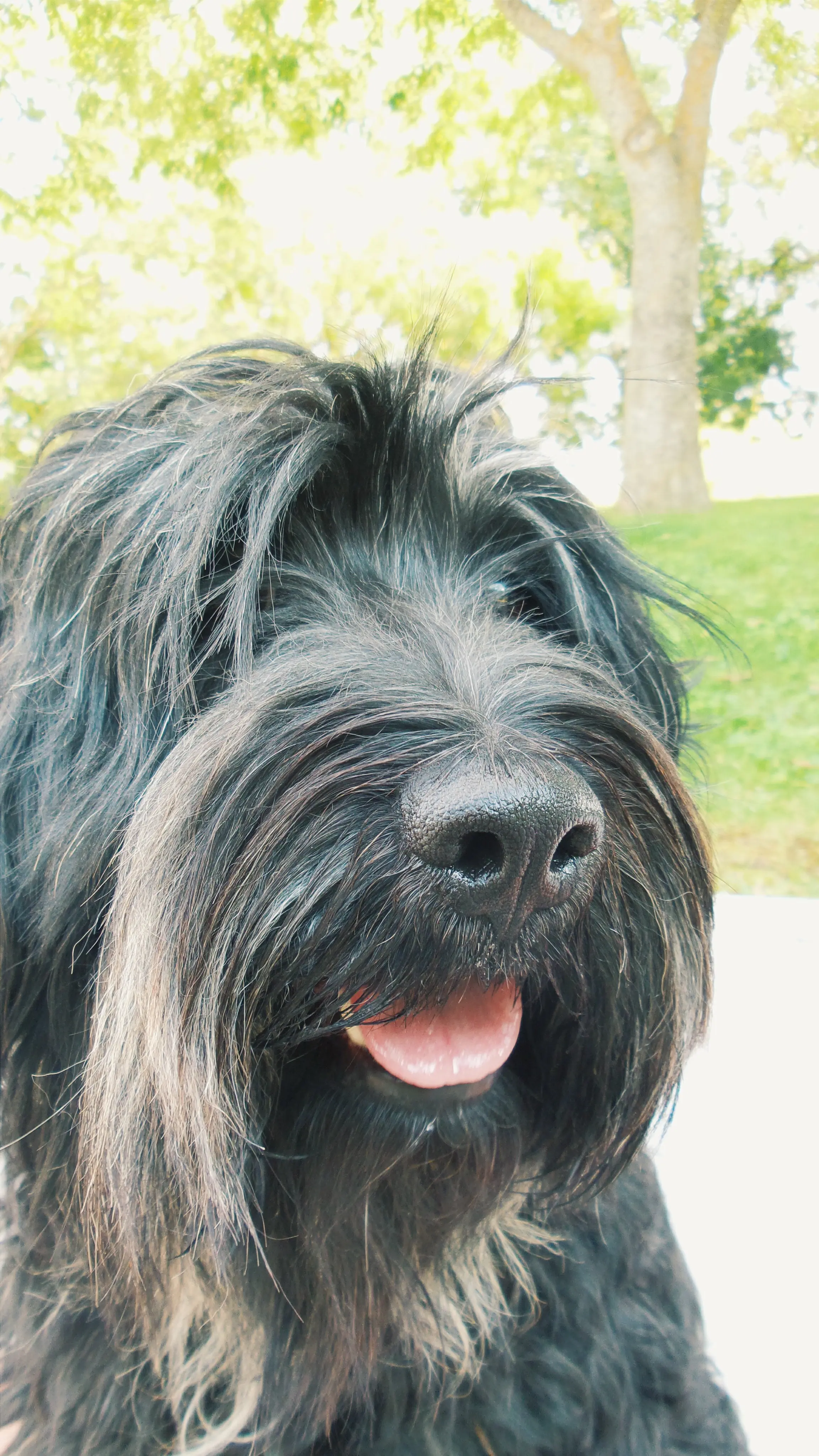foto Perro de pastor portugués