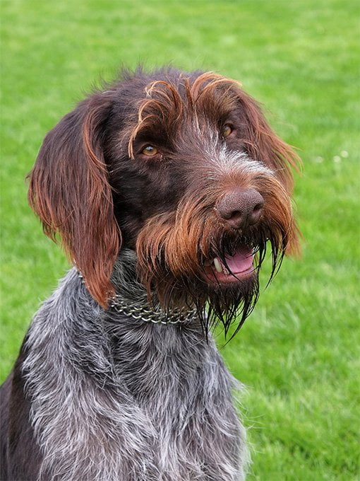 foto Perro de pelo duro (Wirehaired Pointer Griffon)