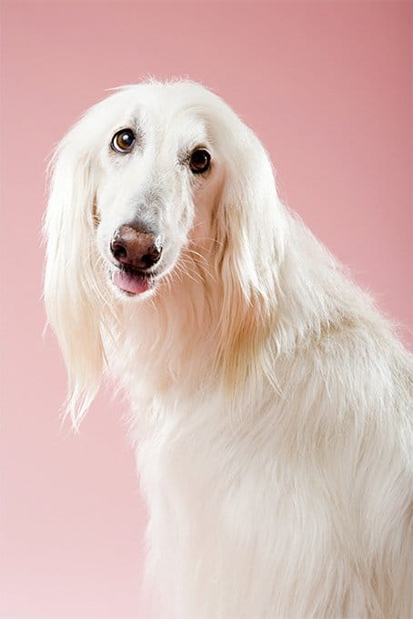 foto Perro de raza afgana