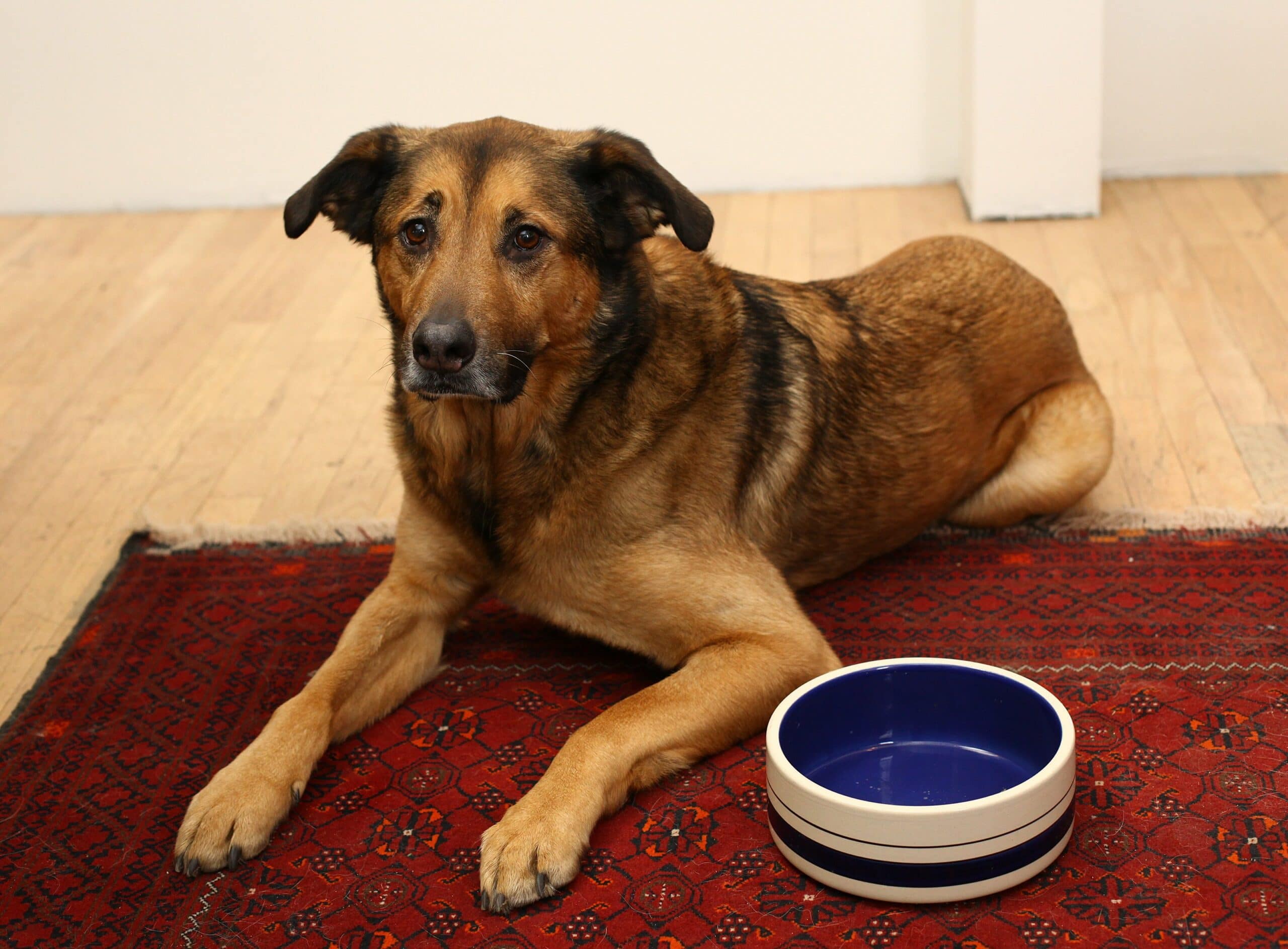 foto Perro de raza alemana de raza Sheprador