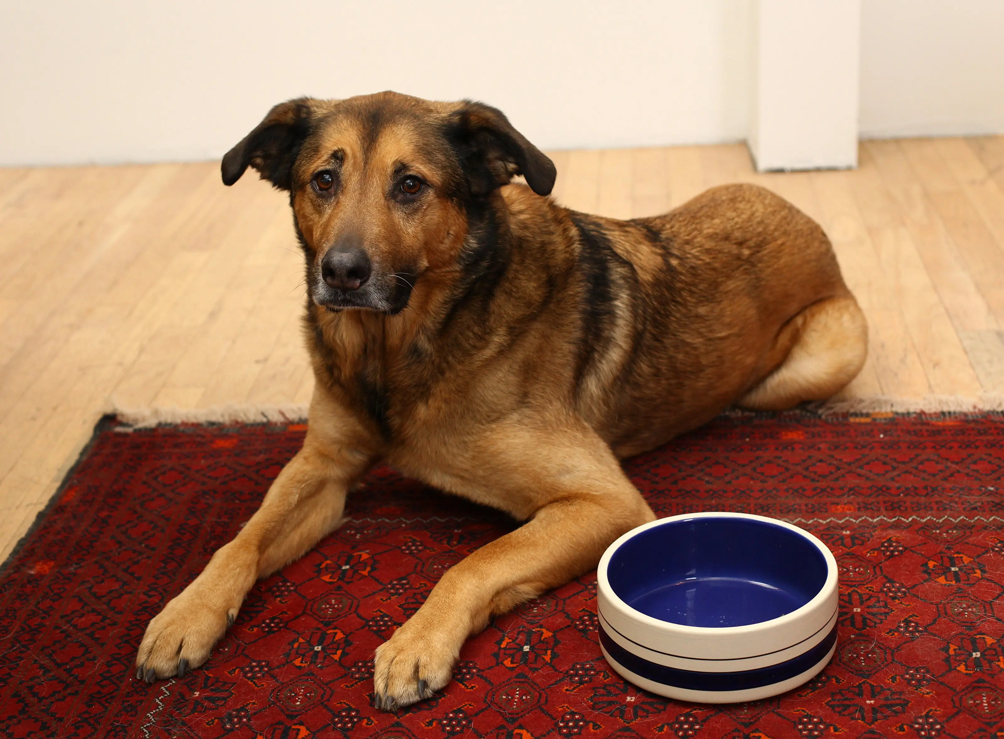 foto Perro de raza alemana de raza Sheprador