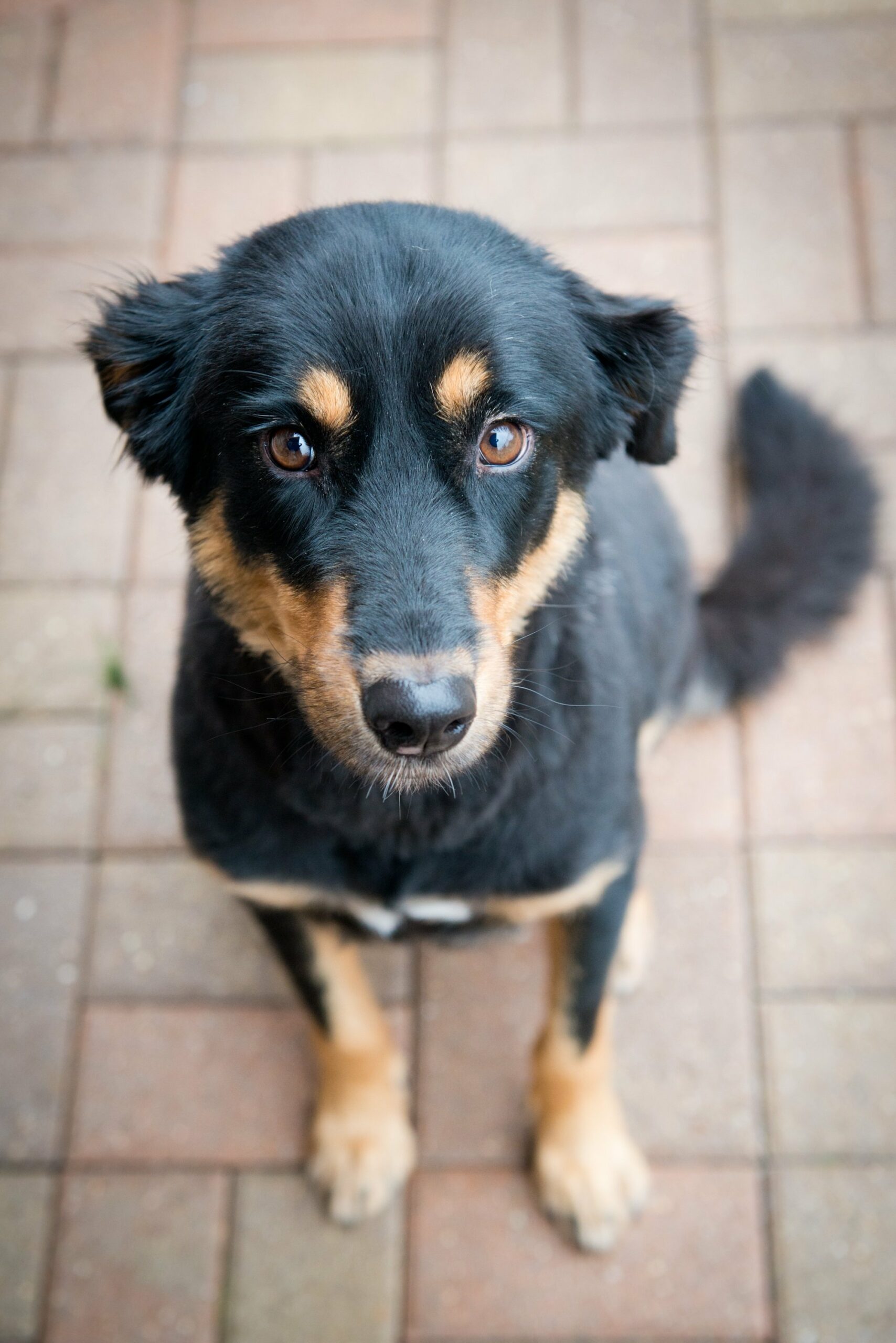 foto Perro de raza alemana Rottweiler