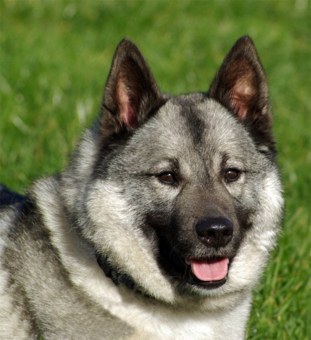 foto Perro de raza alkhound noruego