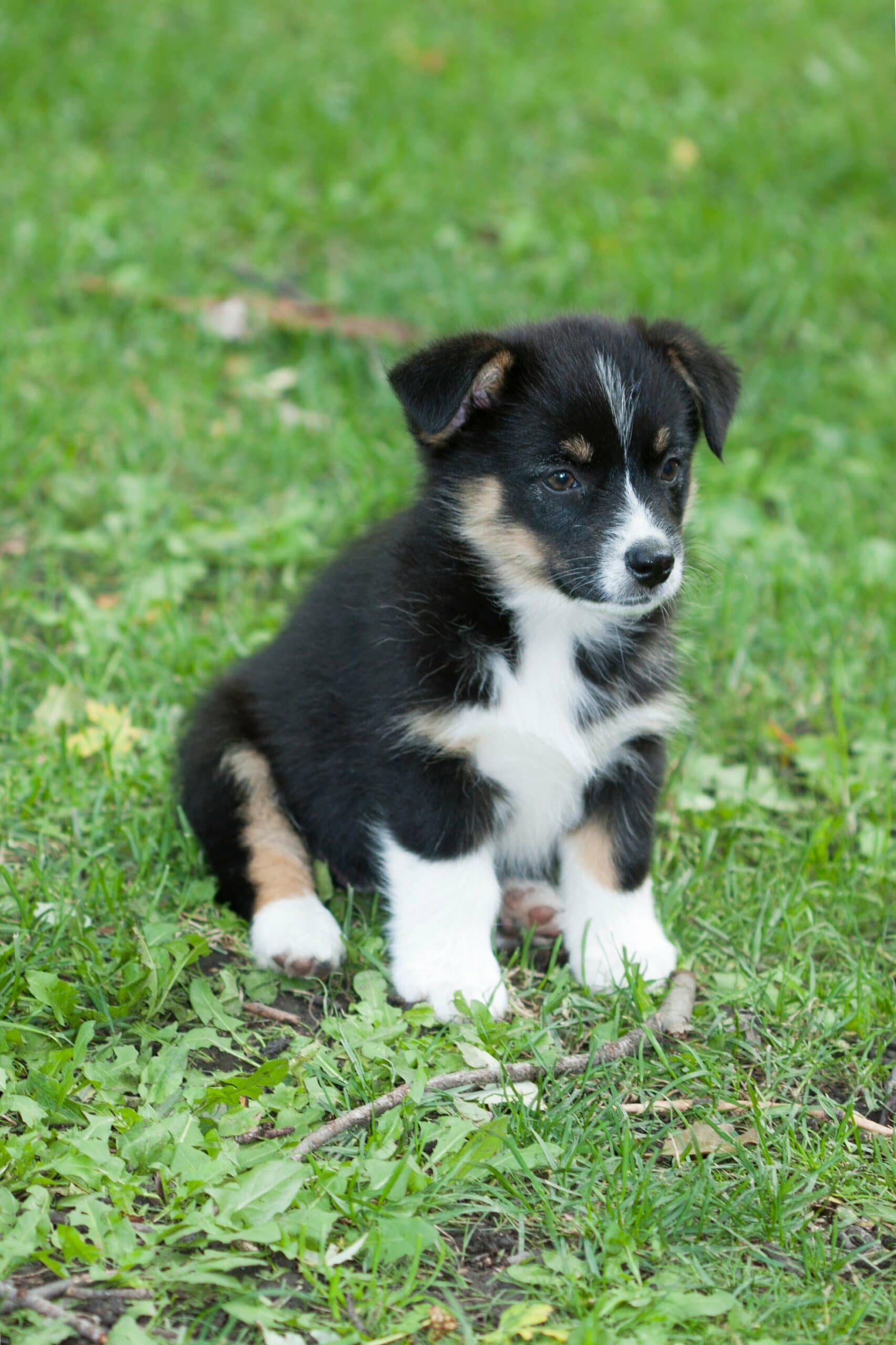 foto Perro de raza Auggie