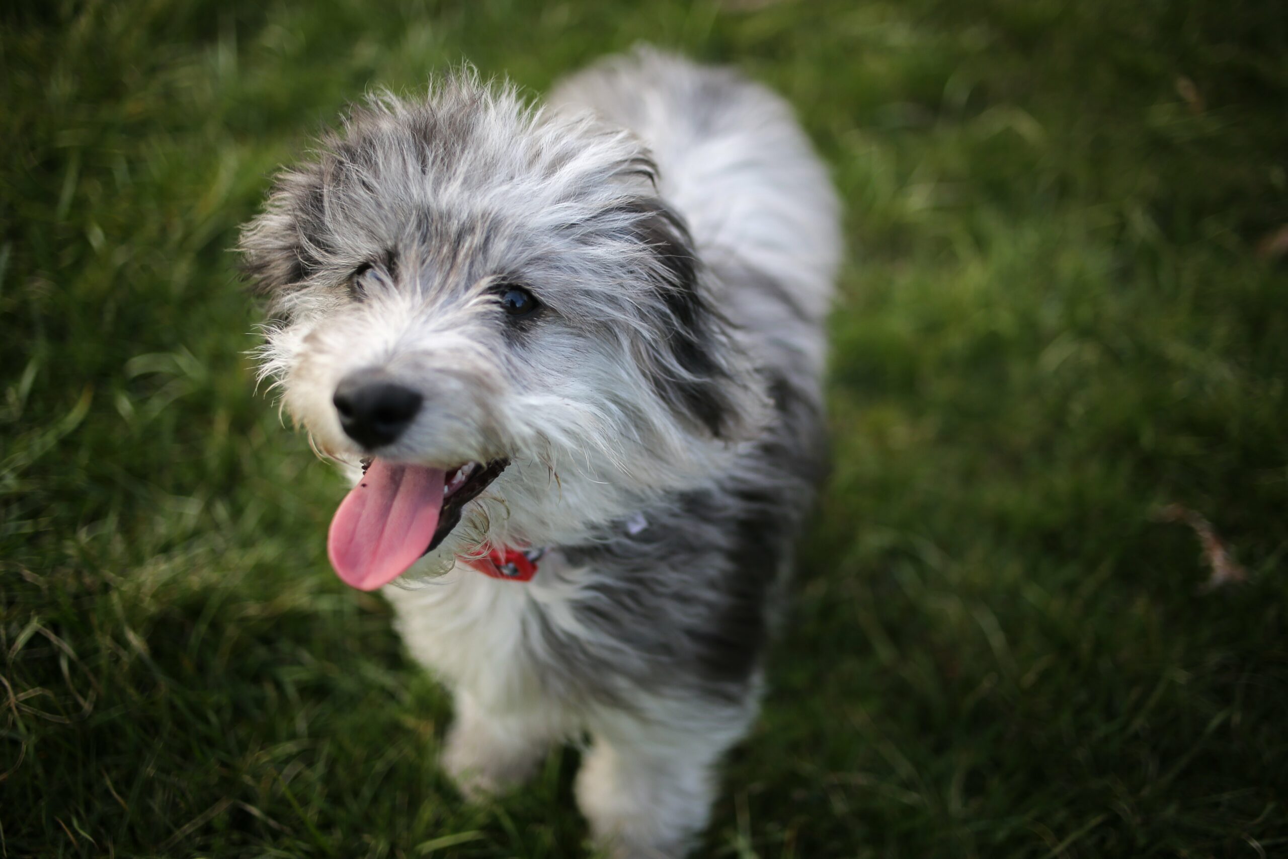 foto Perro de raza Aussiedoodle