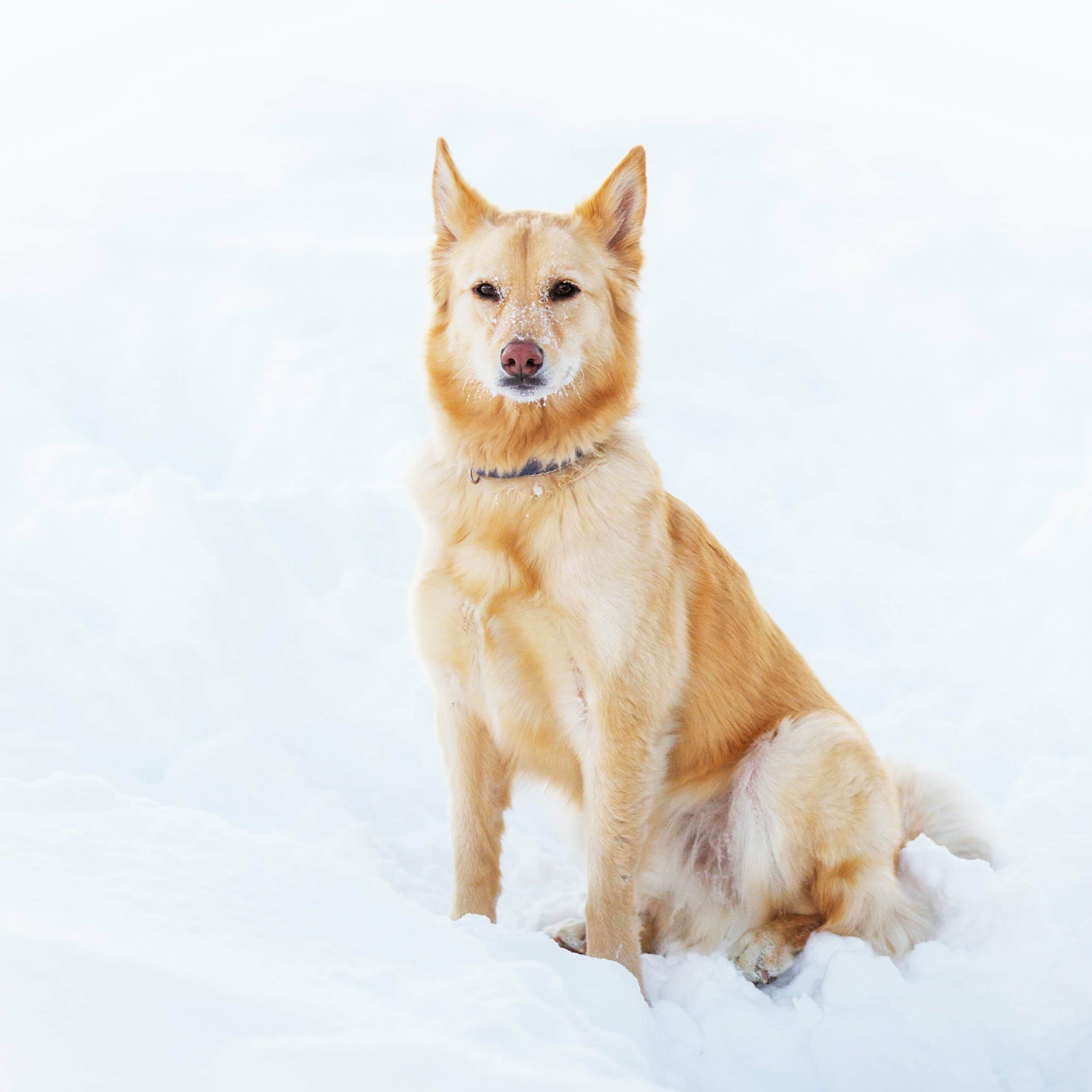 foto Perro de raza australiana Retriever