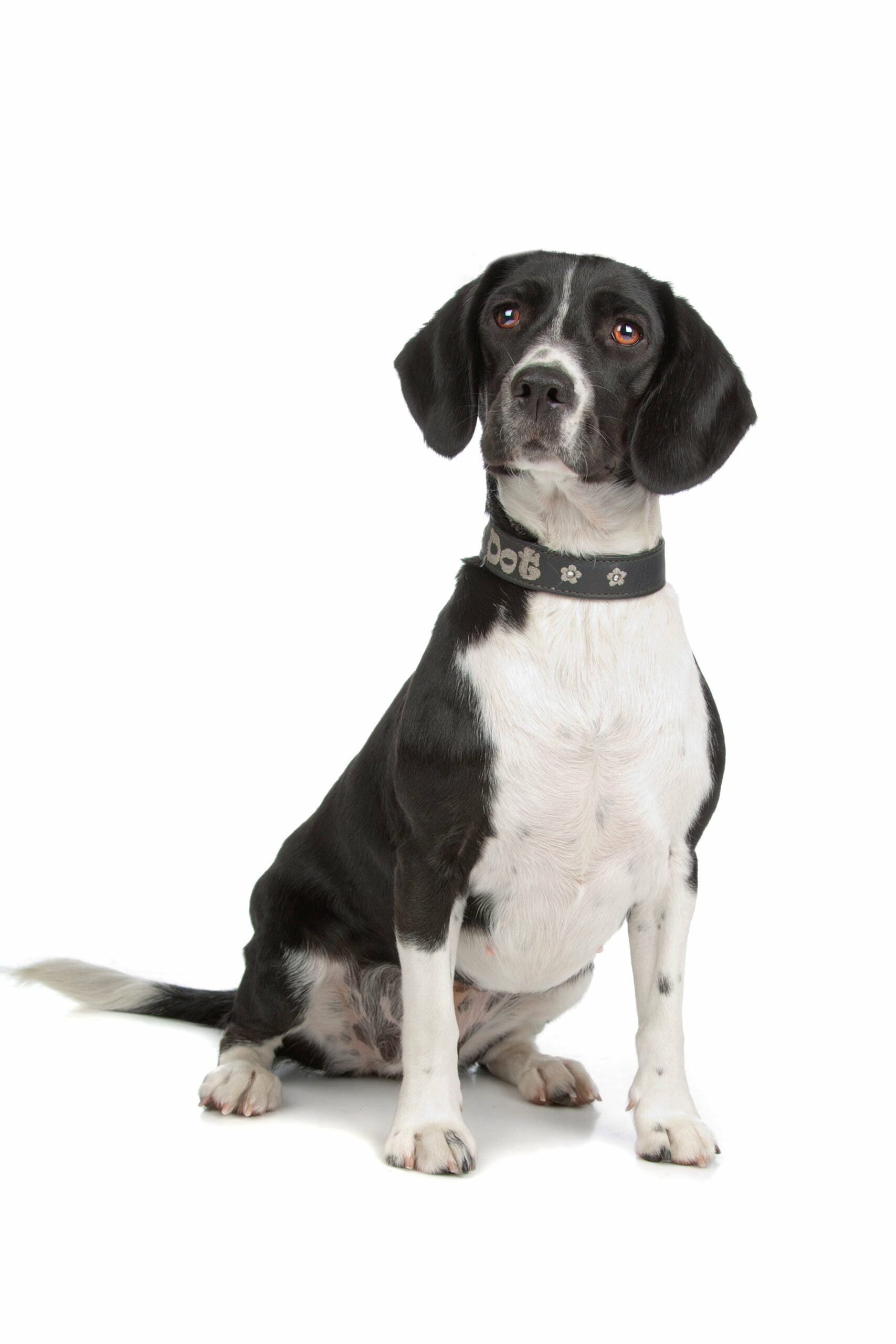 foto Perro de raza Bocker