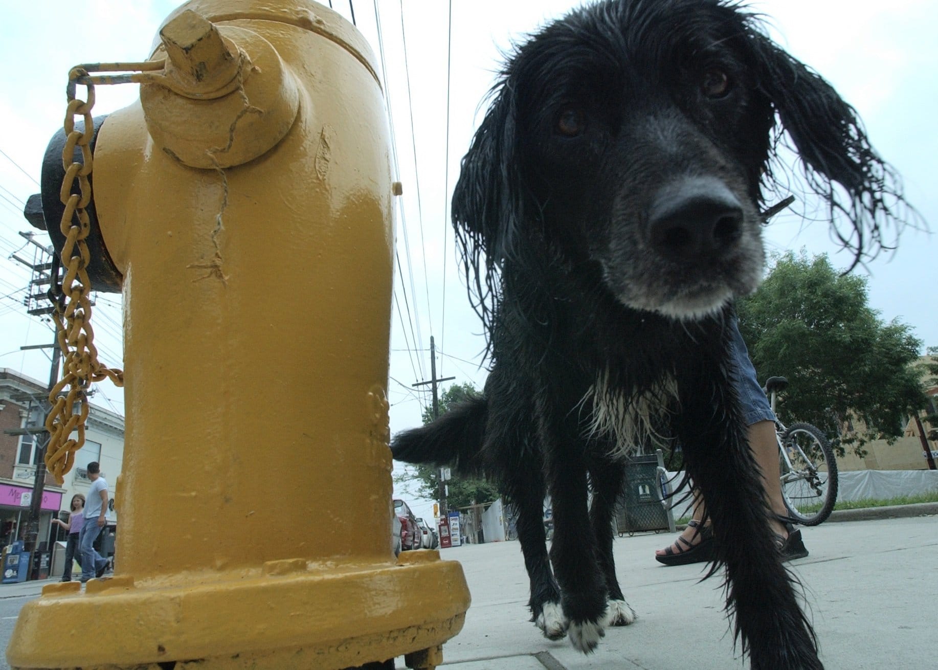 foto Perro de raza Borador