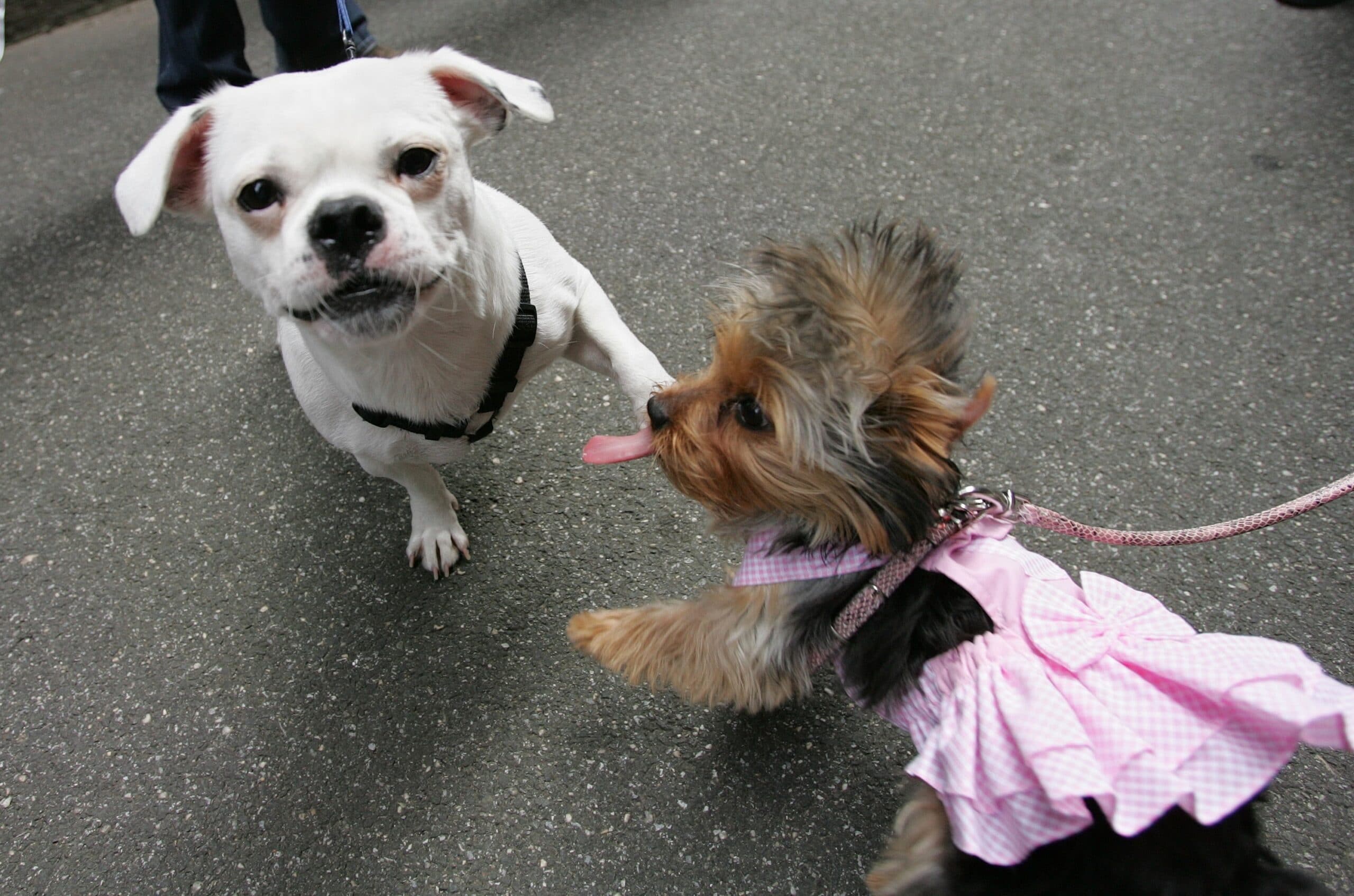 foto Perro de raza BoShih