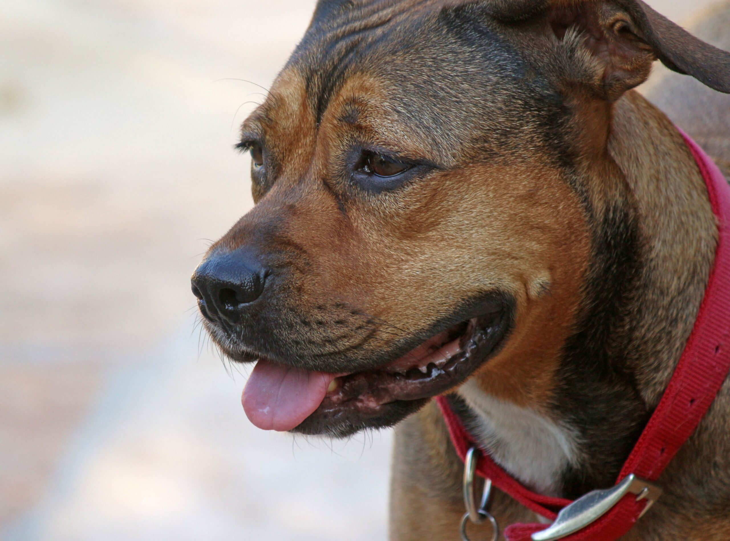 foto Perro de raza Boxweiler