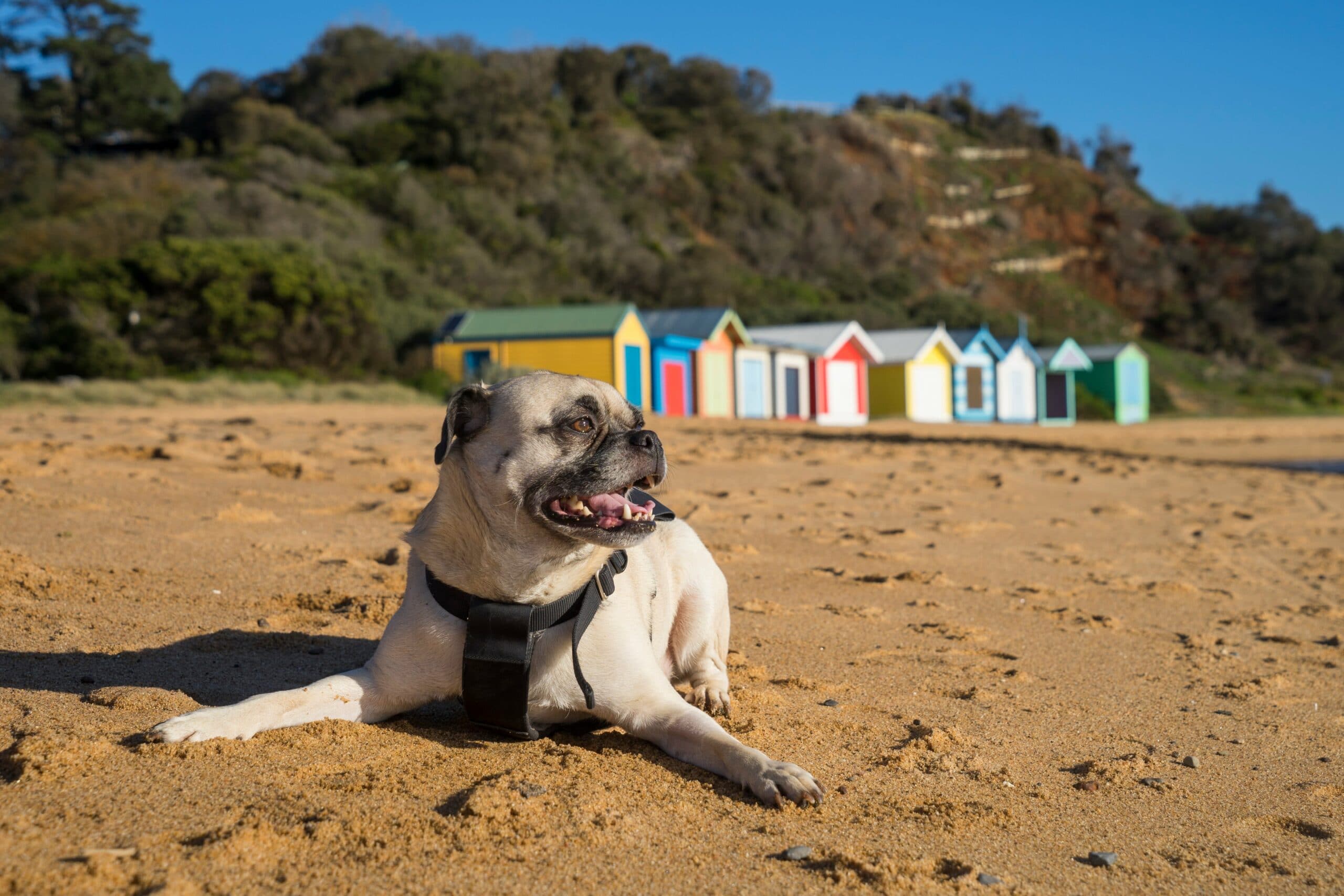 foto Perro de raza Bugg