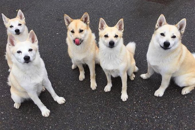 foto Perro de raza Buhund noruego