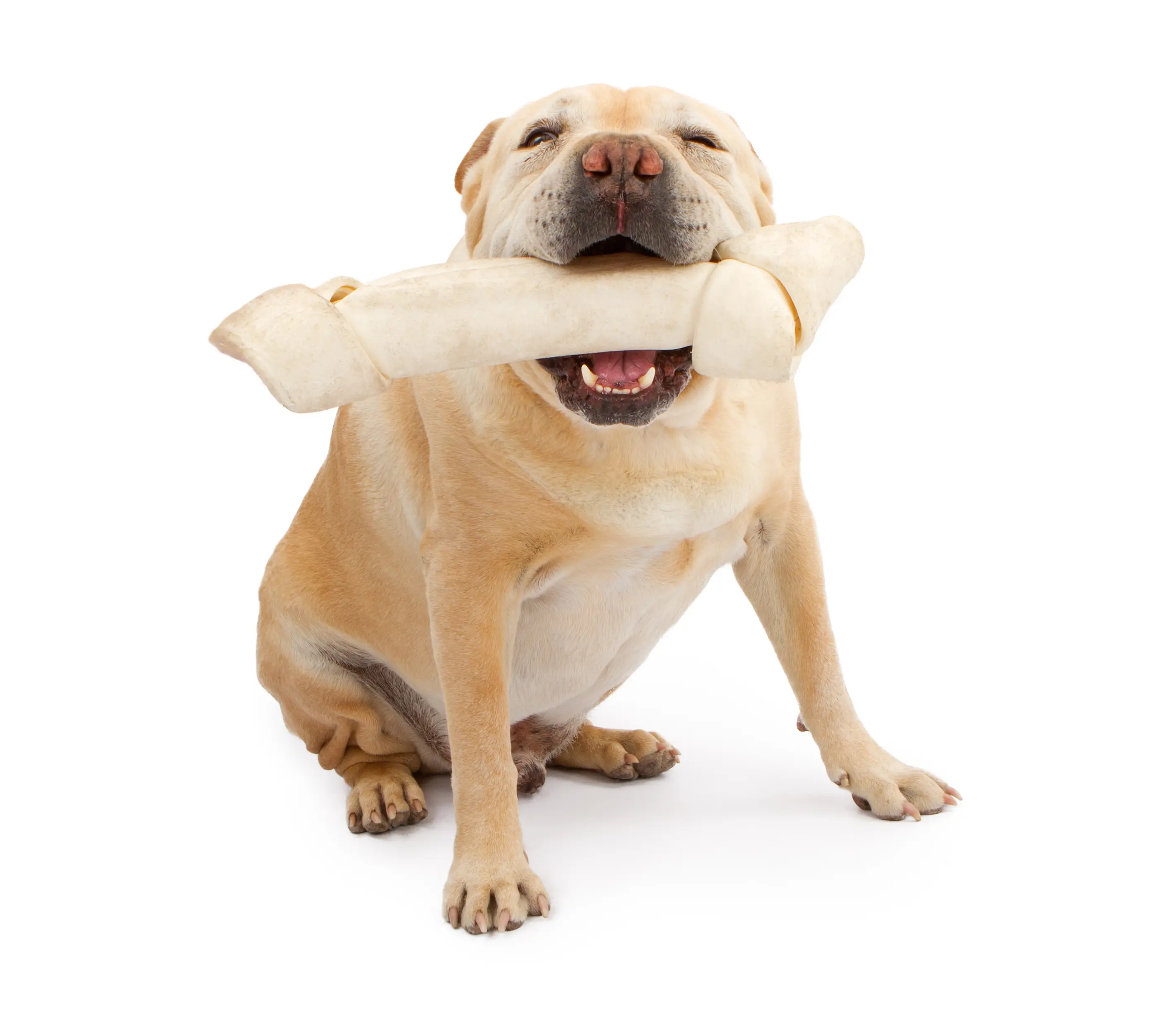 foto Perro de raza Bull-Pei