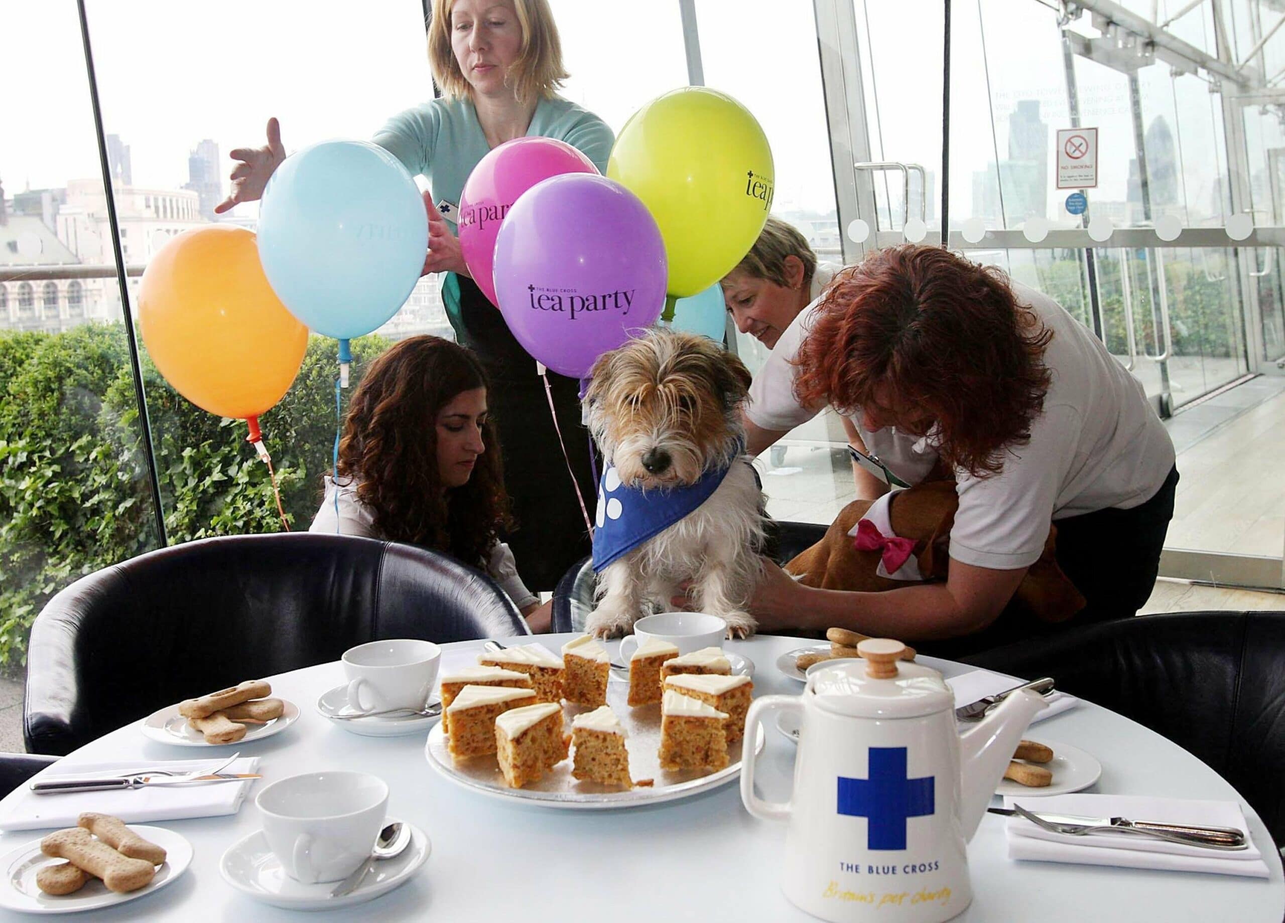 foto Perro de raza Cav-a-Jack