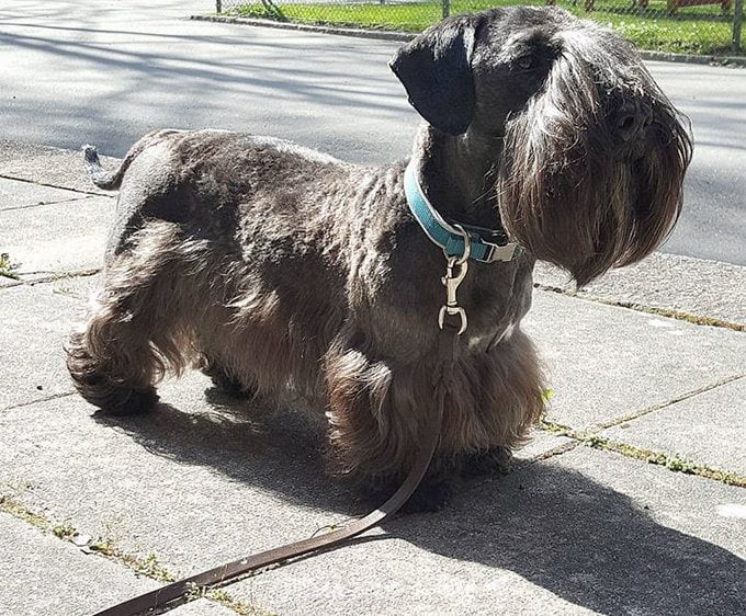 foto Perro de raza Cesky Terrier