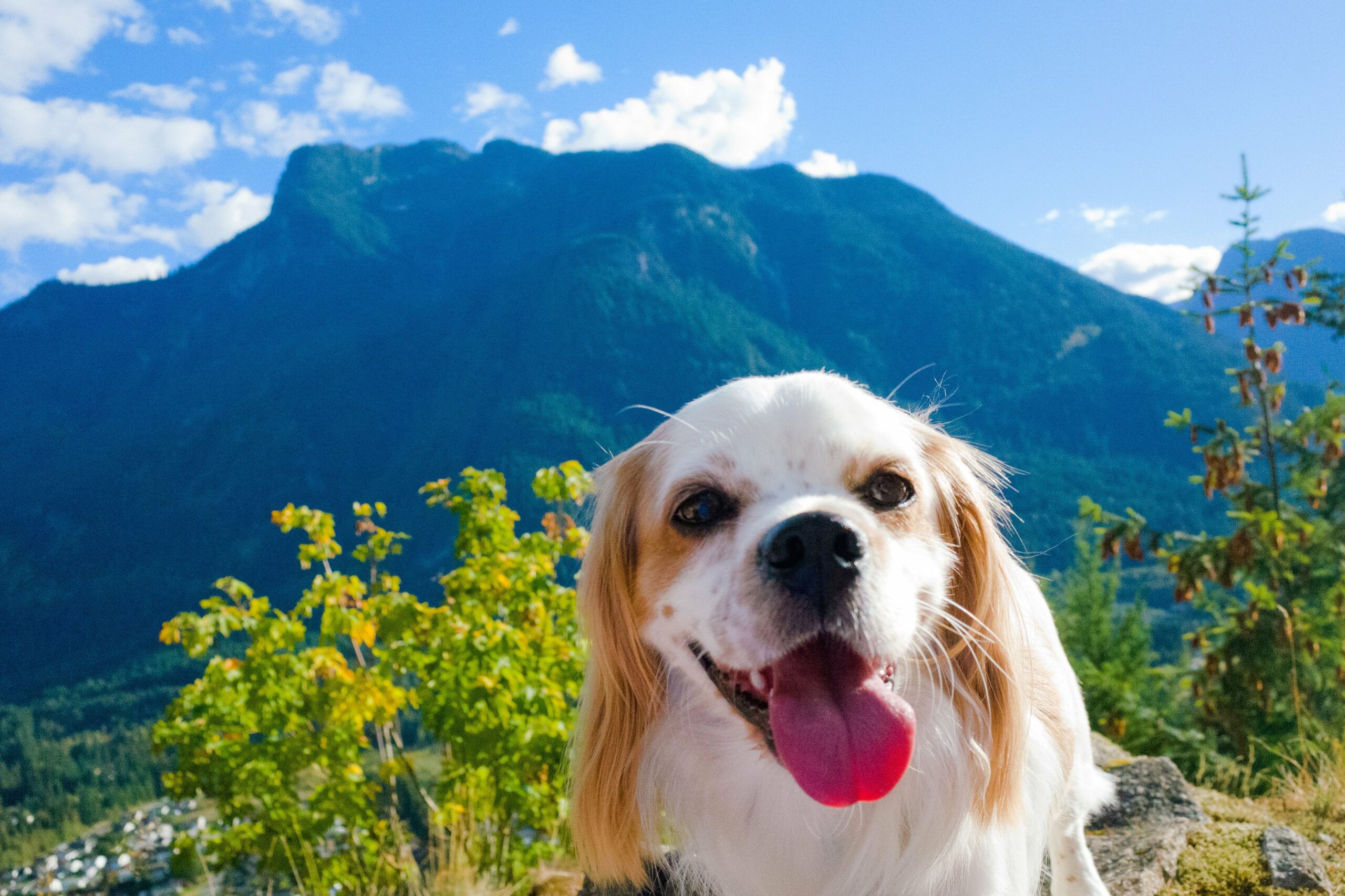 foto Perro de raza Cockalier