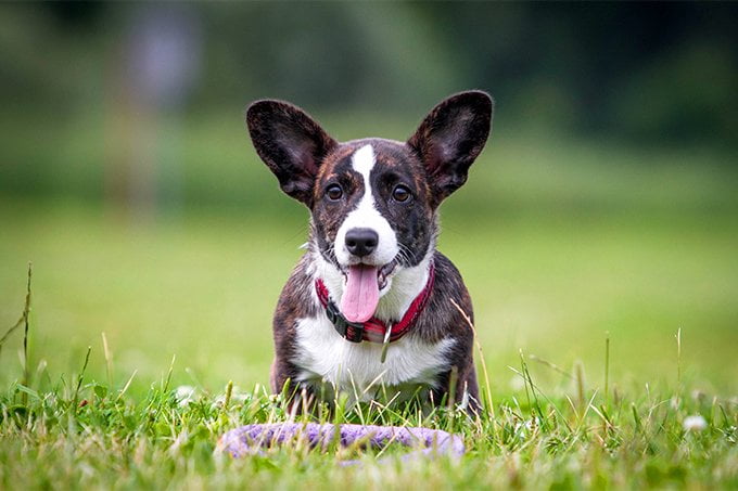 foto Perro de raza Corgi Galés de Cardigan