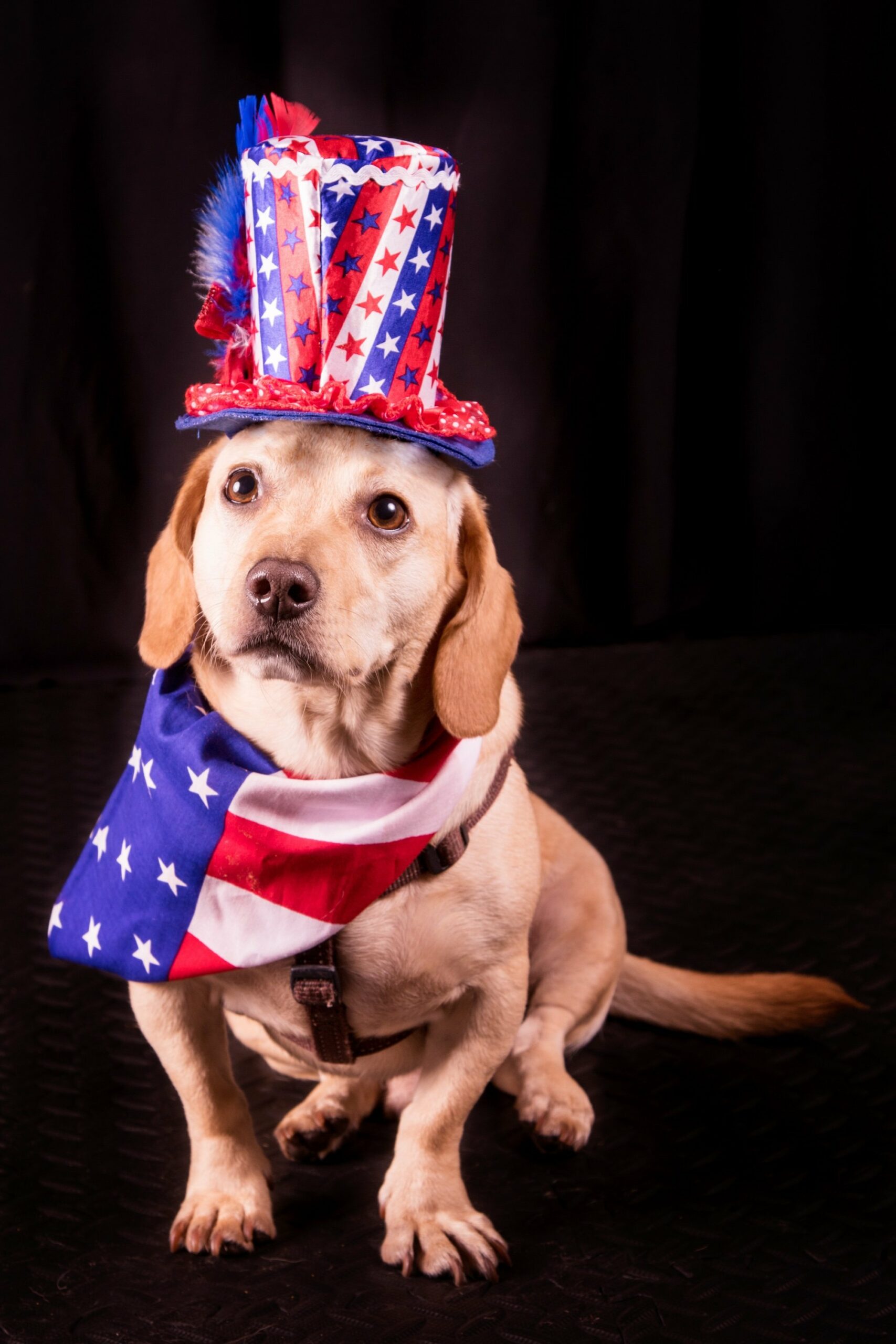 foto Perro de raza Dachsador