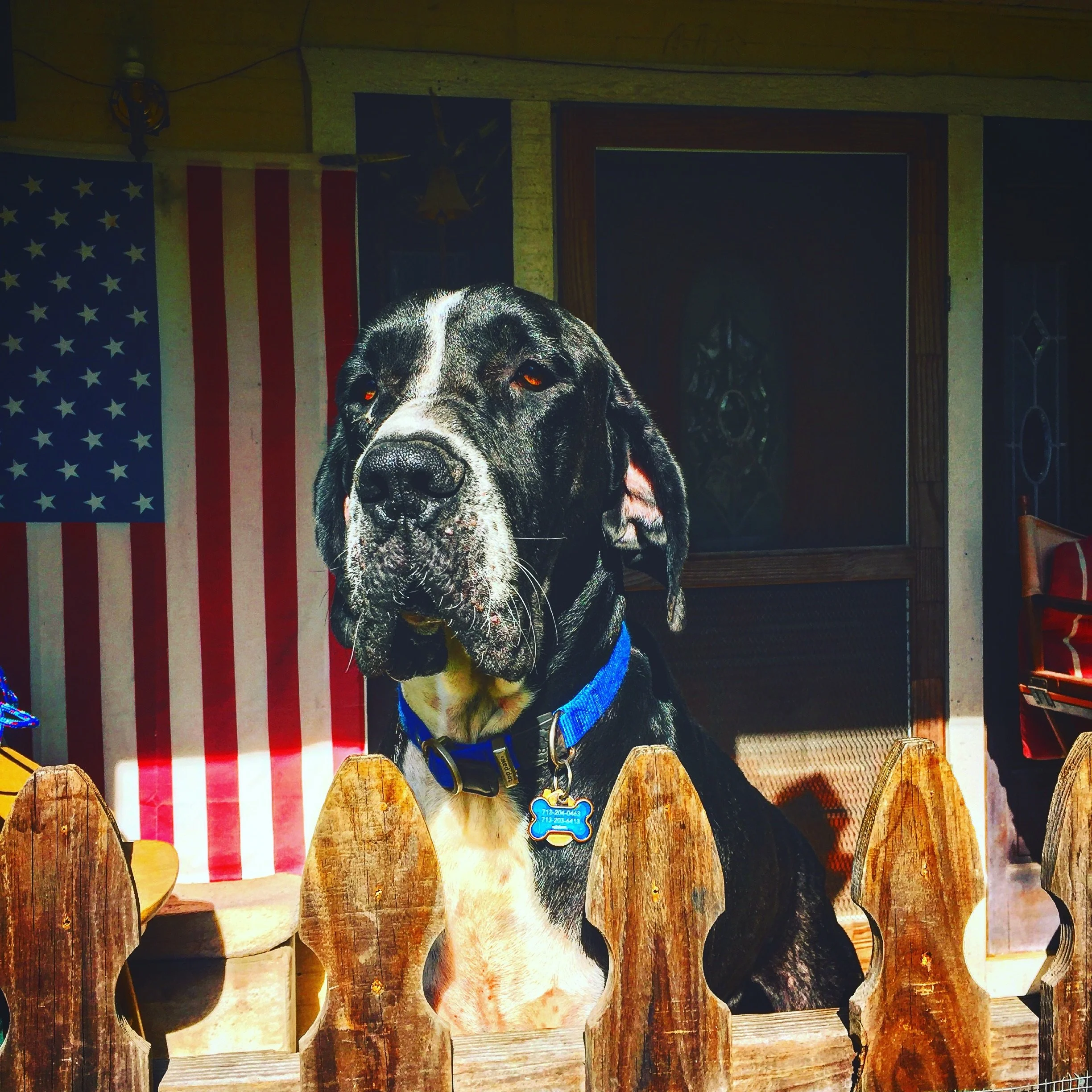 foto Perro de raza Daniff