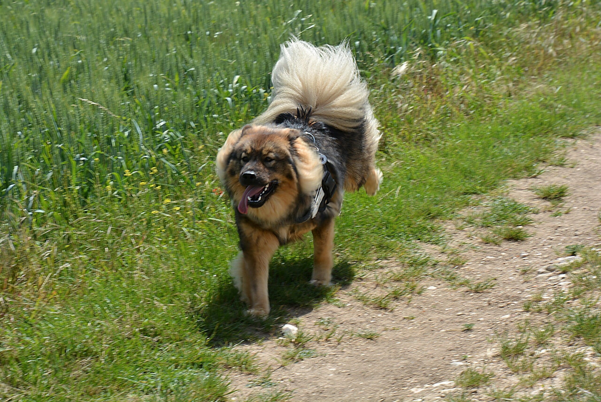 foto Perro de raza Eurasier