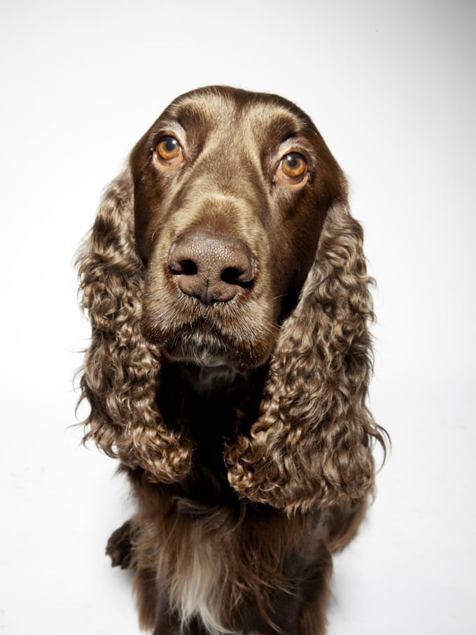 foto Perro de raza Field Spaniel