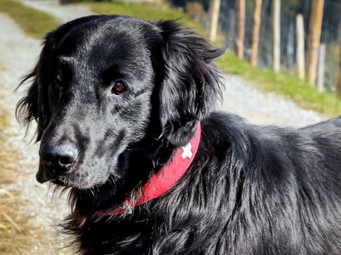 foto Perro de raza Flat-Coated Retriever