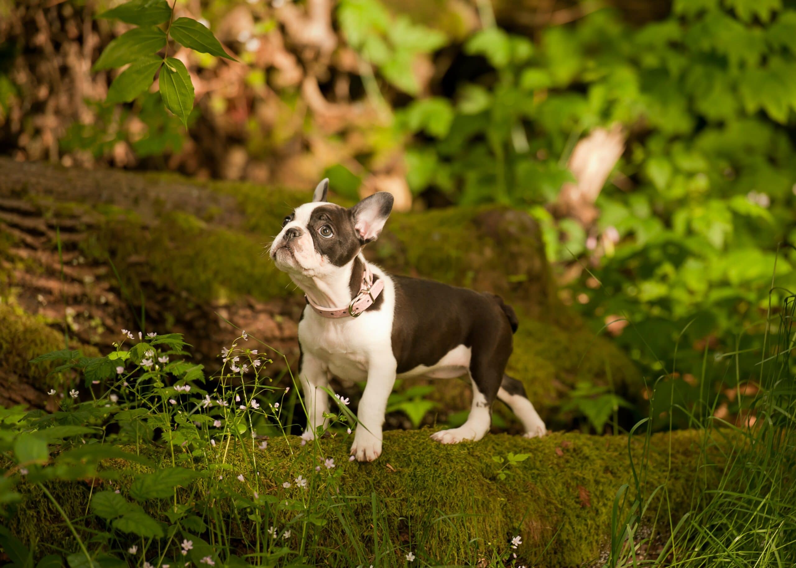 foto Perro de raza Frenchton