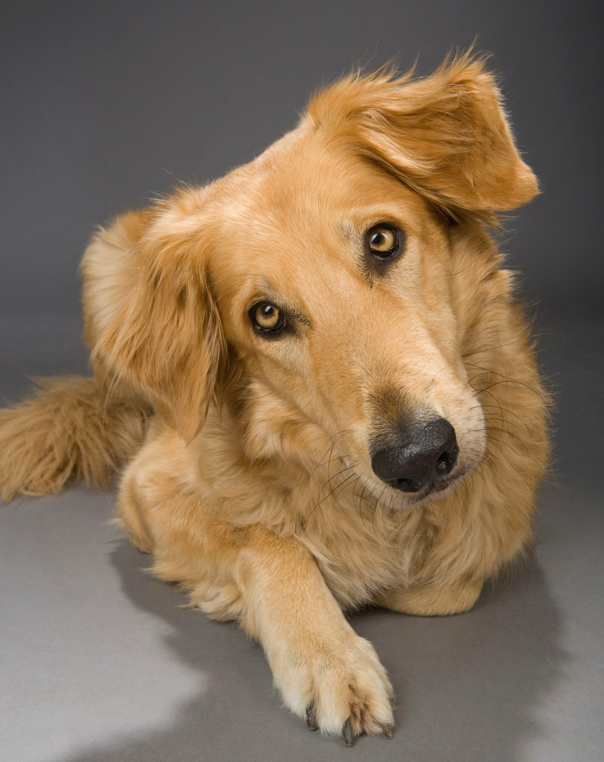 foto Perro de raza Gollie