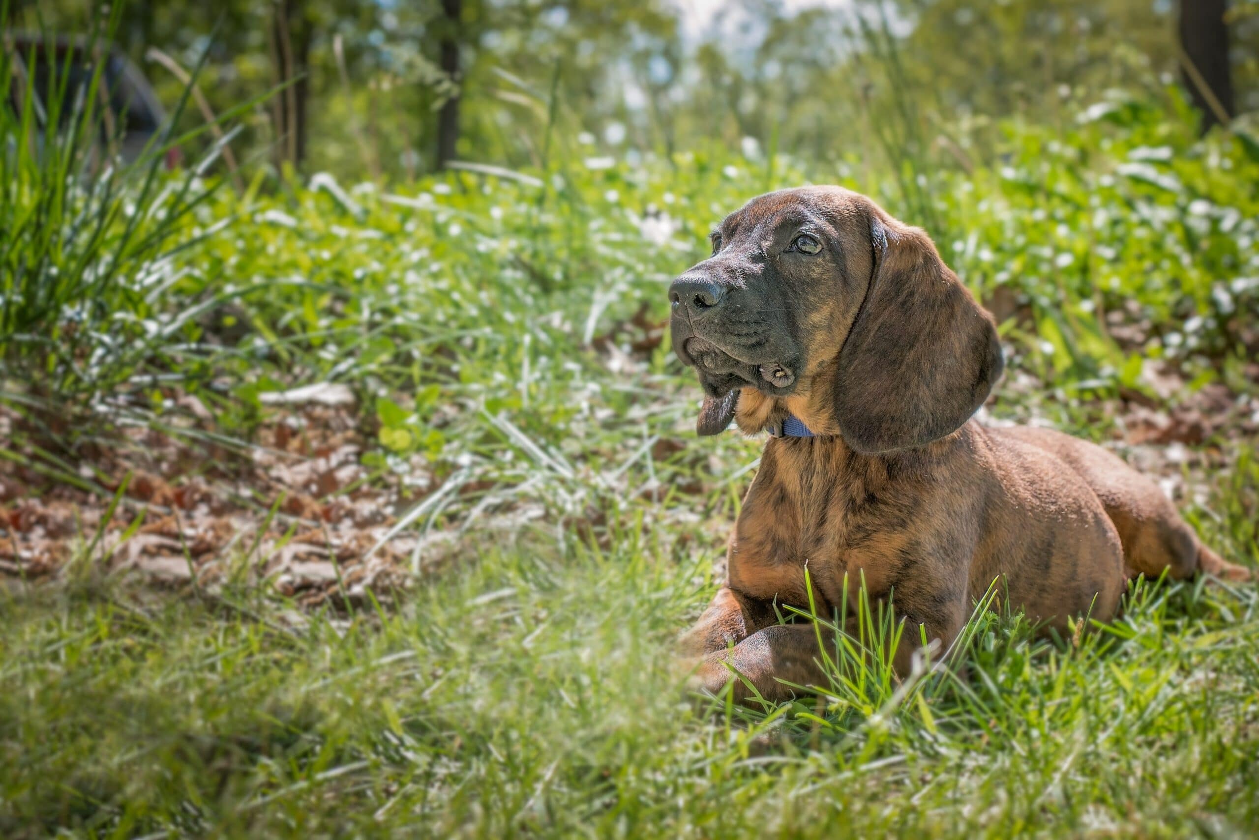 foto Perro de raza Hannoveriana