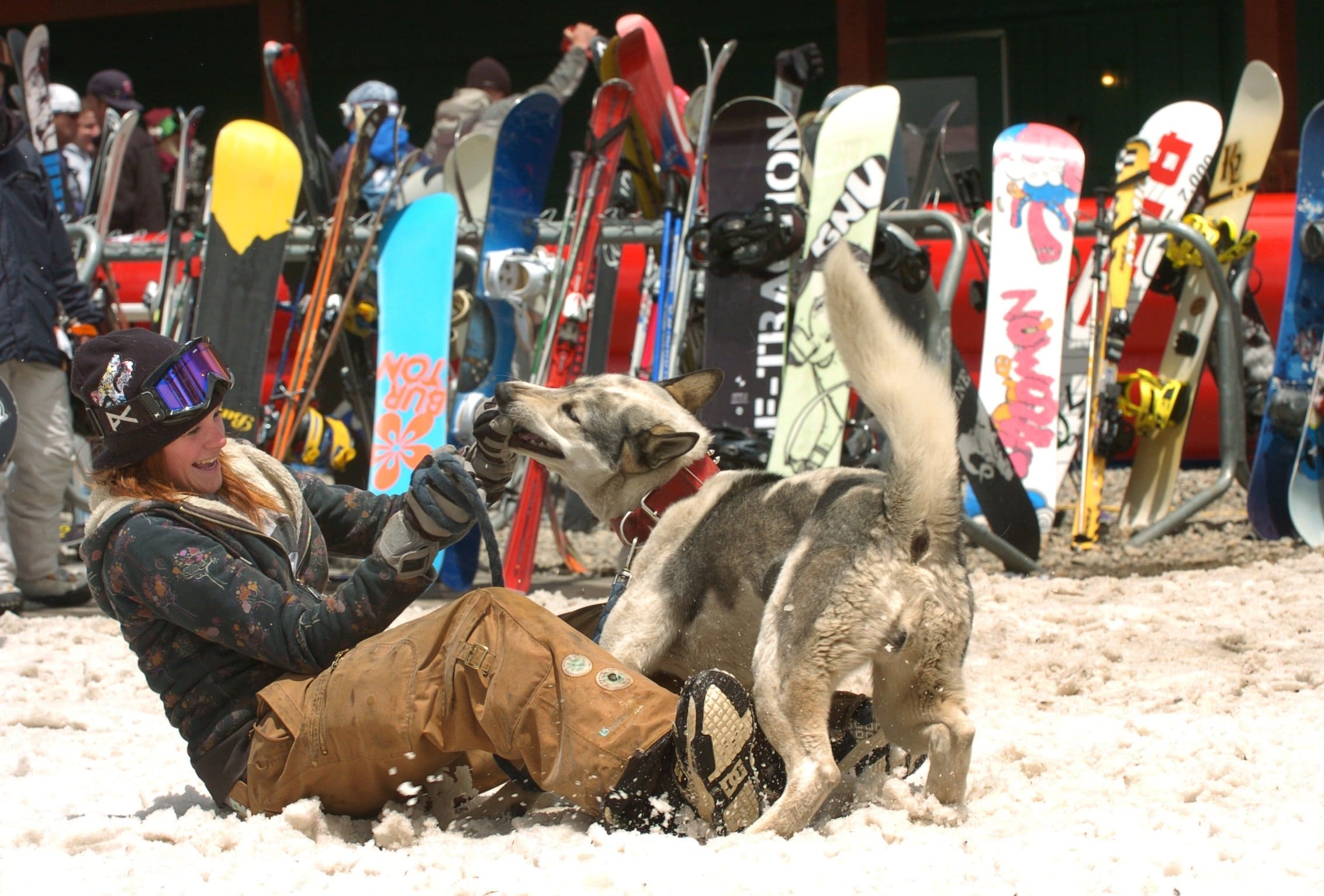 foto Perro de raza Huskita